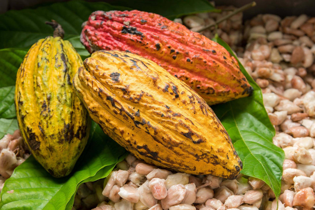 Impressive Cocoa Benefits